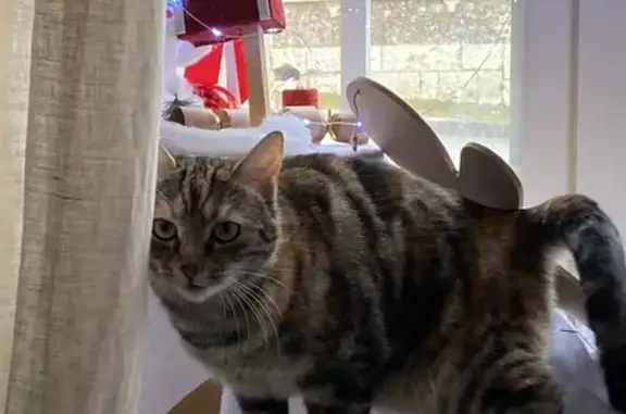 Animaux perdus Nogent-sur-Vernisson, photo: Chatte tricolore perdue à Nogent-sur-Vernisson