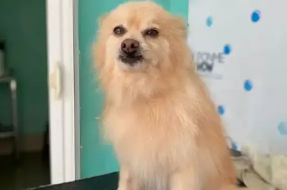 perro perdida, Cuernavaca