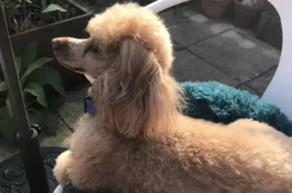 Lost Dog: Faded Red Coat in Portsmouth