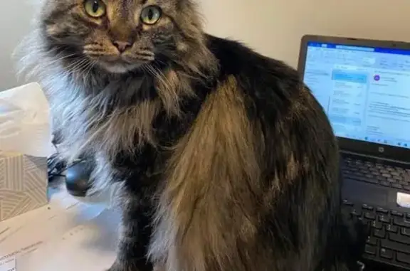 Lost Declawed Cat: Reynoldsburg Area