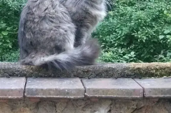 Chat gris à poils longs perdu à Montgarrier - photo