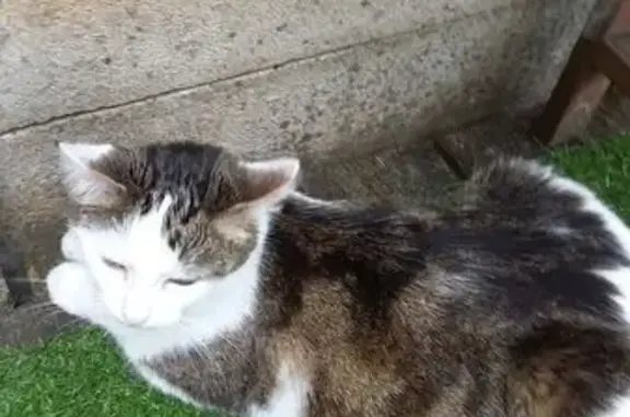 Chat perdu, Saint-Cyr-l'École, photo: Chat perdu, gris-blanc, médication urgente