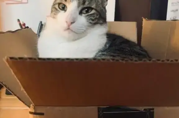 Gato Perdido: Macho Blanco y Gris en Naucalpan