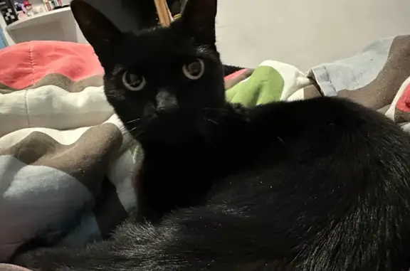 Gatita Negra Perdida en Naucalpan: ¡Ayuda!