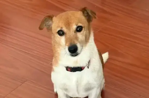 Lost Jack Russell: White & Brown, Red Collar