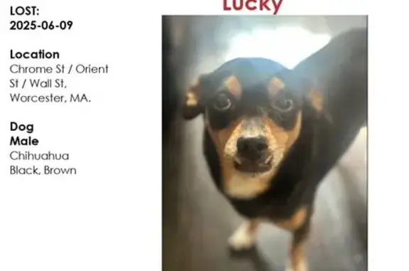 Lost Dog: Black/Brown, Chrome St, Worcester