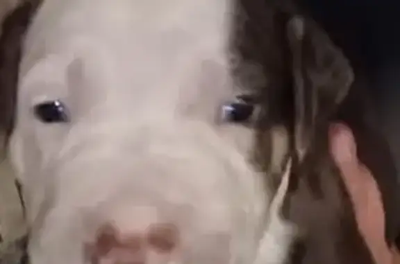 Lost Young Pit: Chocolate & White Face