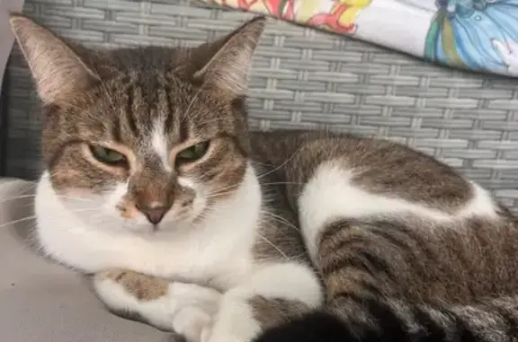 Lost Cat: Grey & White, Green Eyes