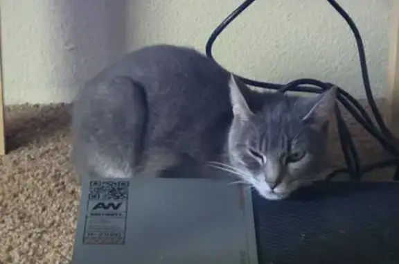 Lost Cat Kai Kai in Gresham - Help Find!