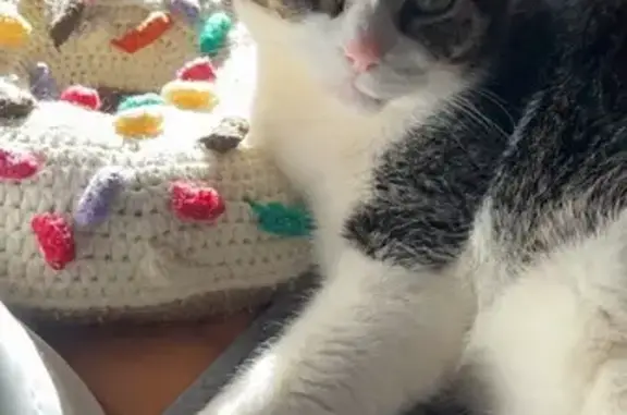 Lost: Toby, 14-Yr-Old Striped Cat, Phila