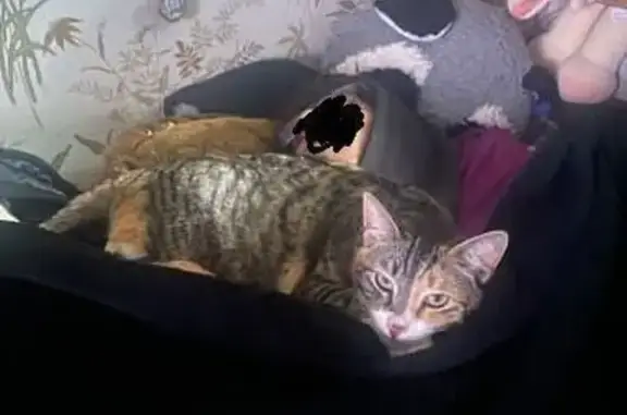 Missing cat Mountain View, photo: Lost Tri-Color Cat on Vaquero Drive