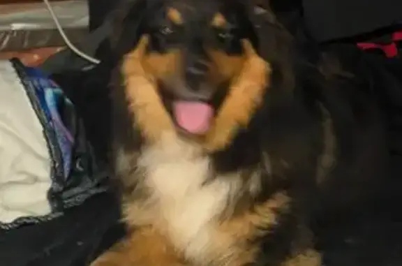 Found dog Greenville, photo: Found: Male Aussie Shepherd, One Blue Eye