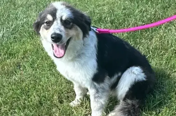 Found dog Rock Hill, photo: Found Dog: Aussie Mix on Hwy 714, Rock Hill