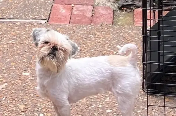 Help Find Bitsy: Lost Shih Tzu in Godfrey