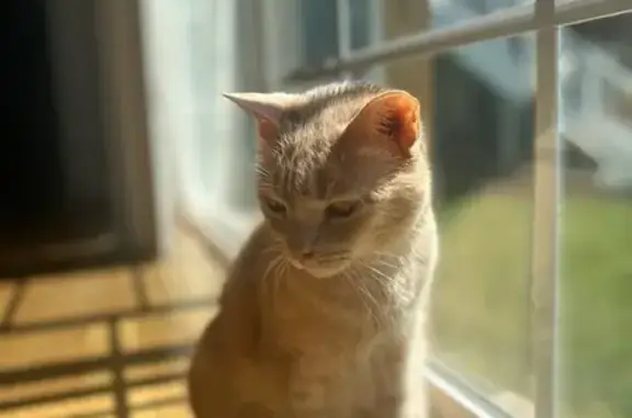 Lost Light Tan Cat: Goose Creek Village