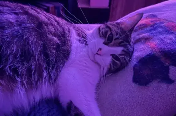 Lost Cat Neptune: Friendly & Food-Loving