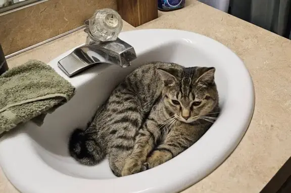 Missing cat Beaverton, photo: Lost Tabby: Bent Tail, Black Spots