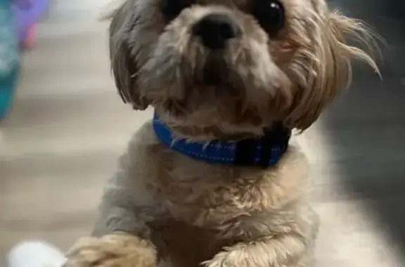 Lost Blonde Shih Tzu - East Monroe Ave