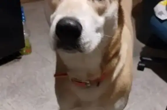 Lost Labsky: Blond, 1 Blue & 1 Brown Eye