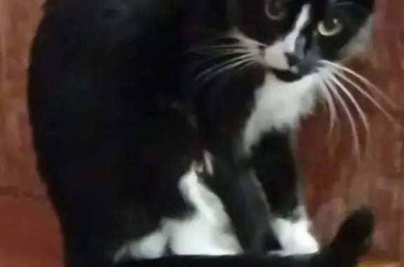 Help Find Na'Tasha: Lost Tuxedo Cat