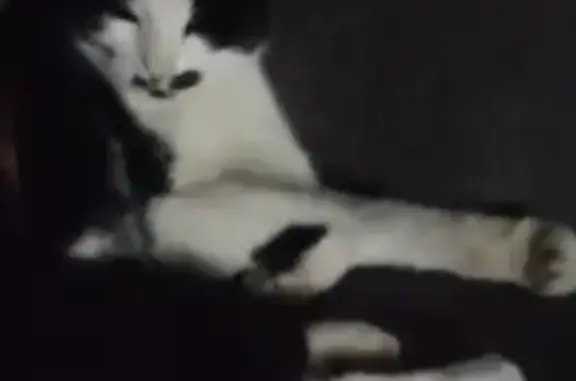 Lost Black & White Cat: Friendly, Cautious