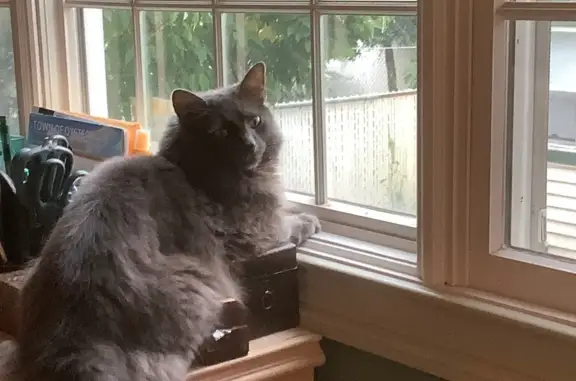 Lost and found pets Bayville, photo: Lost Dark Grey Cat on 4th Street, Bayville