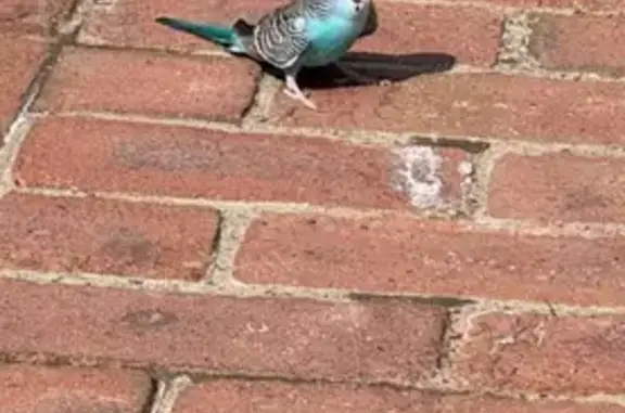 Lost and found pets USA, photo: Found: Blue Parakeet in McLean, VA
