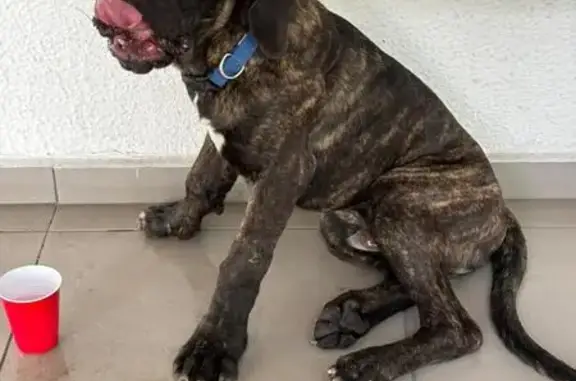Perro encontrado: Collar azul, Av. Cuauhtémoc