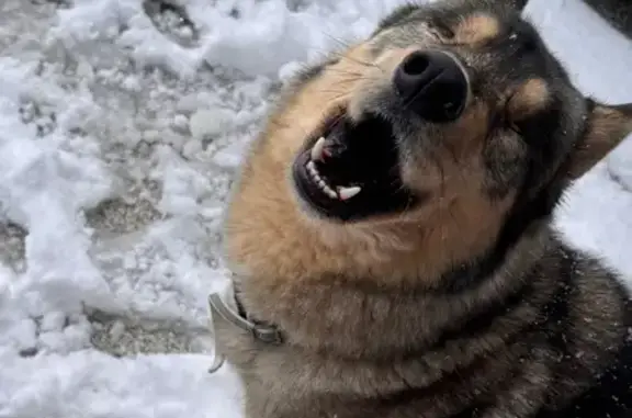 Lost Blind Dog: Fluffy Gray & Brown Tail
