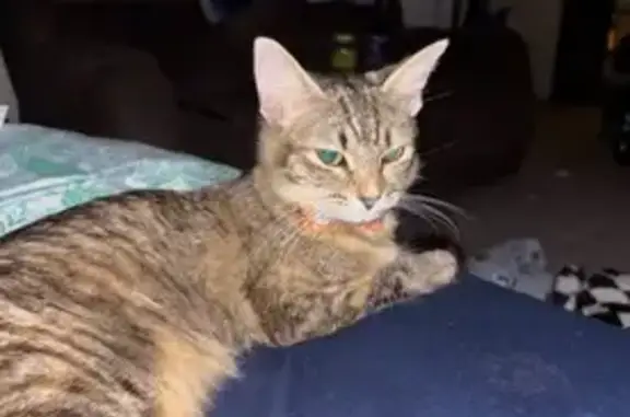 Missing cat Warner Robins, photo: Lost Cat Cookie: Fluffy Tail, Grey Tiger Mix