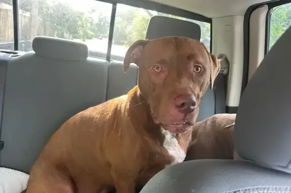 Found dog Pensacola, photo: Found: Loving Dog Duo in Pensacola