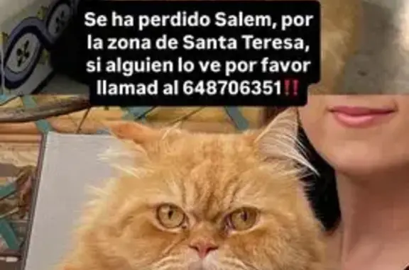 Se Busca: Gato Persa Naranja Perdido en Jerez