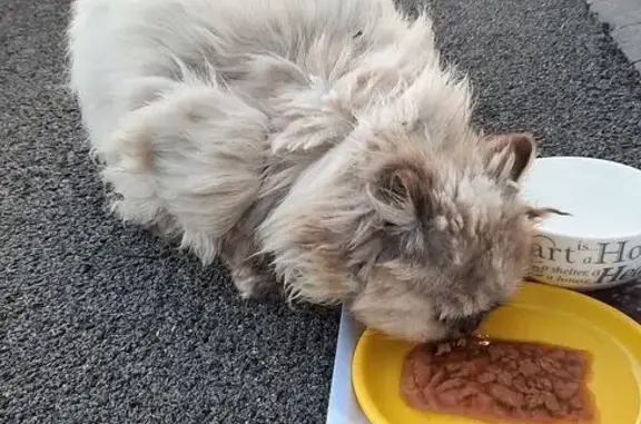 Animaux trouvés , photo: Chat persan gris trouvé à Guemps 11 juin
