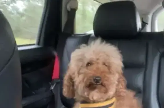 Lost Cavoodle Apricot: Friendly & Outgoing