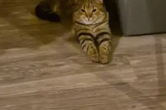 Lost Tabby: Last Seen Near Bradley Grove