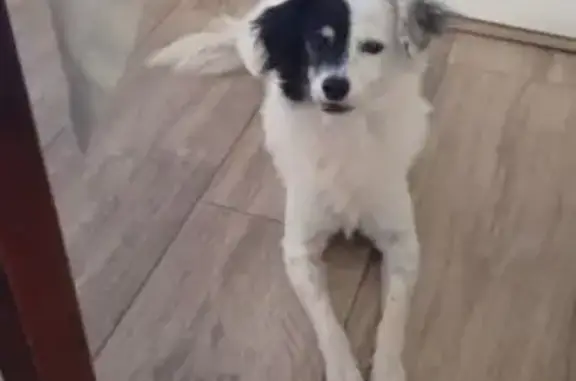 Perro perdido: Blanco y Negro en Dos Hermanas