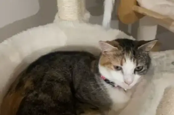 Lost Cat: Pink Collar on Balonne St.