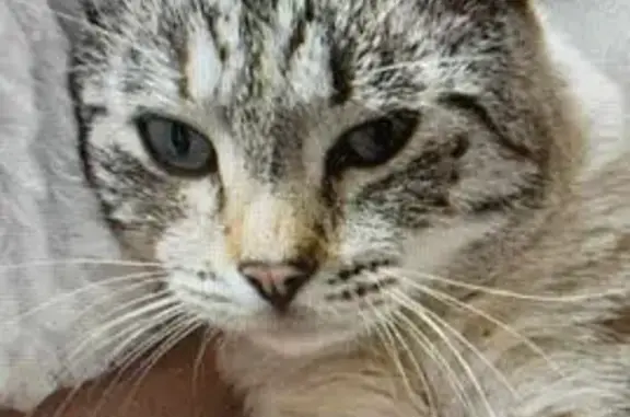 Chat tigré gris perdu à Bondues - photo