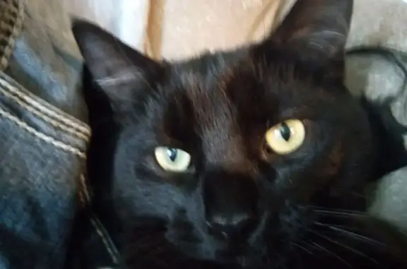 Lost Black Cat: Energetic & Puppy-Loving