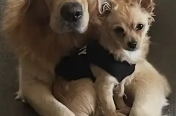 Lost Golden Retriever on Edgars Rd