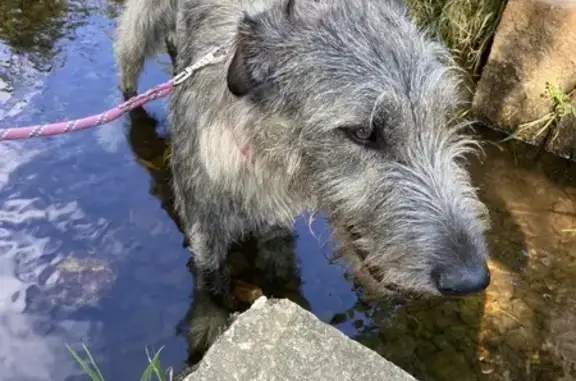 Chien perdu Moréac, photo : Chien perdu: Lévrier irlandais à Moréac