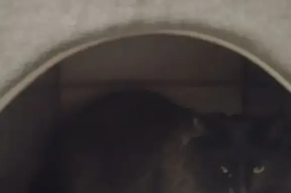 Lost Fluffy Black Cat: Twelfth Ave