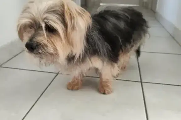 Chien tricolore âgé trouvé à Romagne - photo