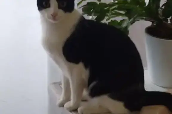 Chatte perdue : Orpie, noire et blanche, Bergerac - photo