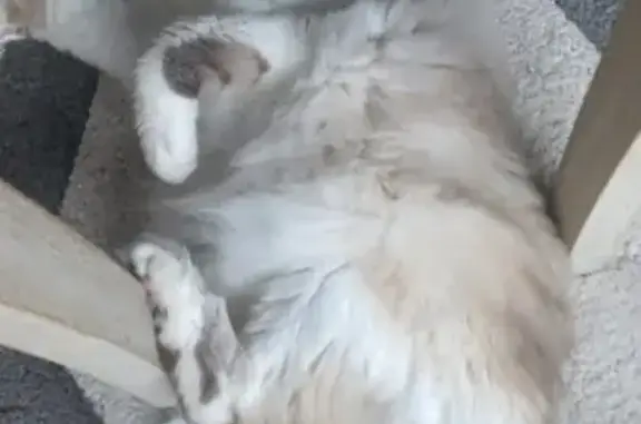 Chatte blanche/grise perdue, yeux bleus - photo