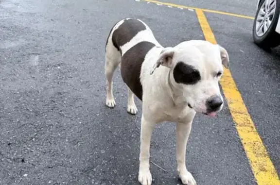 cachorro encontrada