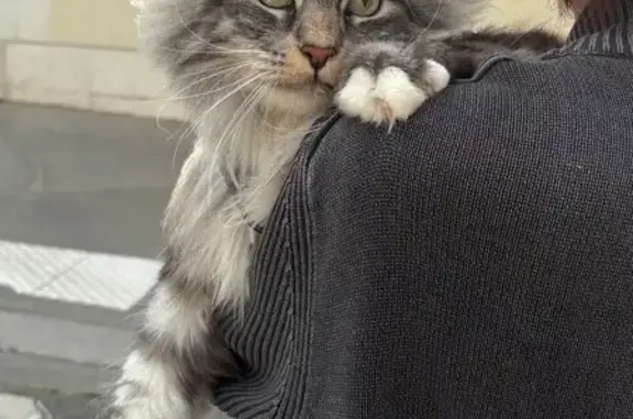 Chat perdu, Paris, photo: Chat perdu : Maine Coon 3 ans, Paris 11e