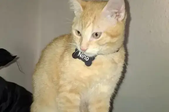 ¡Gato Perdido! Responde a 'Niño', Zaragoza