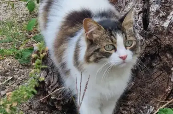 Chatte perdue à Trévoux, 8 juin - photo