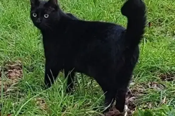 Chat noir perdu, queue cassée, La Terrerie - photo